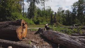 Trusted Dawsonville, GA Tree Services Experts