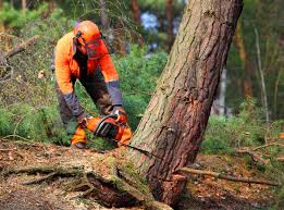 Leaf Removal in Dawsonville, GA