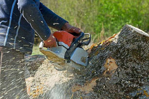  Dawsonville, GA Tree Services Pros